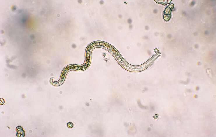 Parasitologie